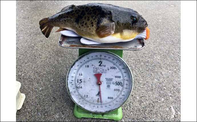 泳がせ船でハタ混じりにヒラメ好調　【愛知県】の沖釣り最新釣果情報