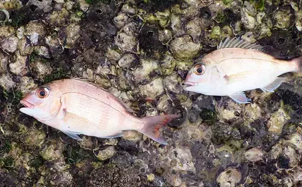 「チョイ投げキス釣りで18cm頭に本命4匹【和歌山】キスの動き出し確認で今後に期待」の画像