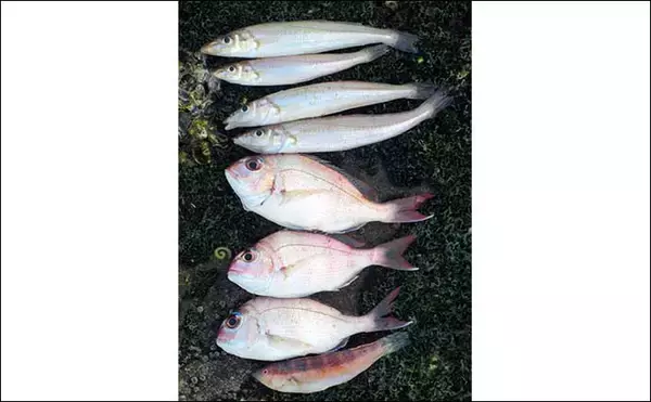 「チョイ投げキス釣りで18cm頭に本命4匹【和歌山】キスの動き出し確認で今後に期待」の画像