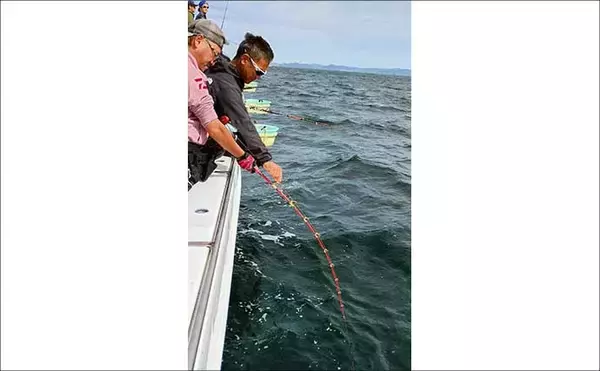 「「今季最大61.3kg級も浮上！」相模湾のキハダ＆カツオ釣りで特大キハダマグロ好捕【神奈川】」の画像