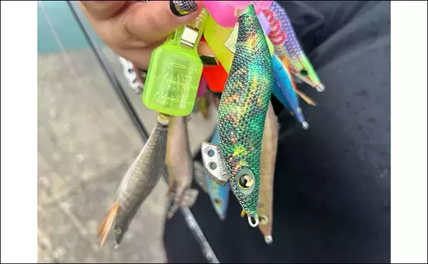 「「エギの羽ってなんのためにあるの？」 釣果に与える影響と破損防止策を解説」の画像