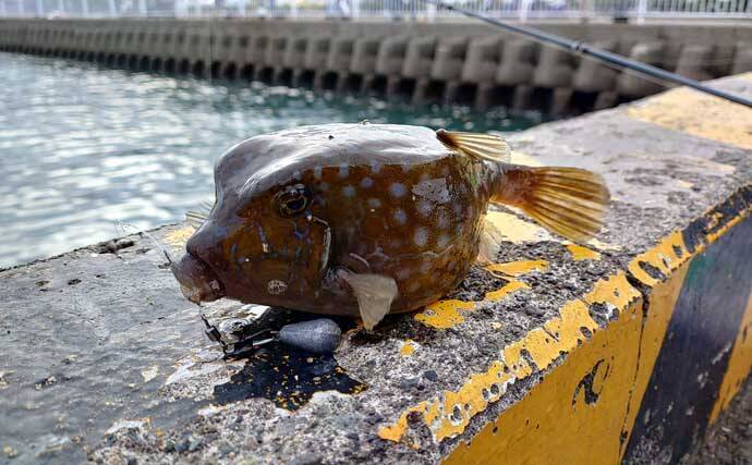 大磯港の五目釣りでクロサギやアイゴをキャッチ【神奈川】夫婦でのんびり港グルメも満喫