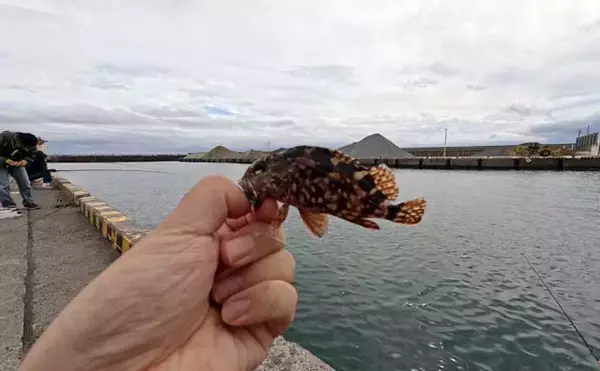 「大磯港の五目釣りでクロサギやアイゴをキャッチ【神奈川】夫婦でのんびり港グルメも満喫」の画像