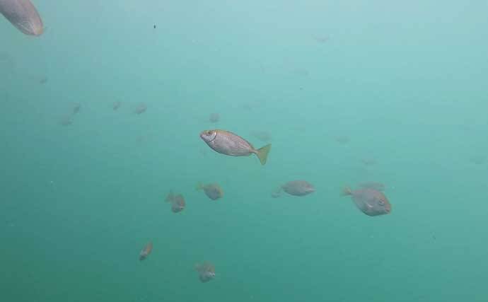 大磯港の五目釣りでクロサギやアイゴをキャッチ【神奈川】夫婦でのんびり港グルメも満喫