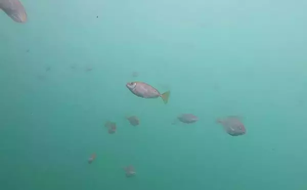 「大磯港の五目釣りでクロサギやアイゴをキャッチ【神奈川】夫婦でのんびり港グルメも満喫」の画像