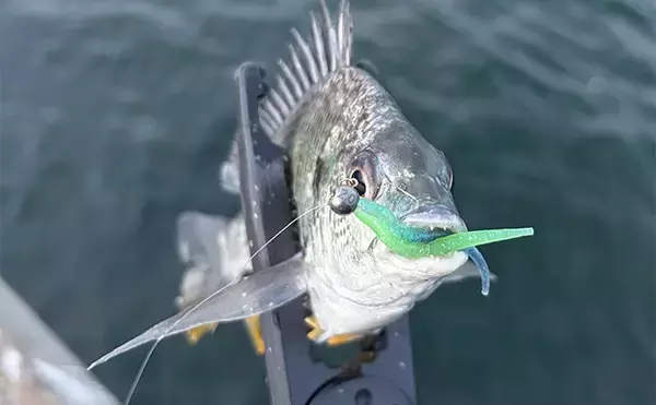 「大阪南港フェリーターミナルでアジングが好調！ わずか20分間で「ツ抜け」達成」の画像