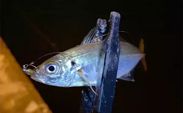 「大阪南港フェリーターミナルでアジングが好調！ わずか20分間で「ツ抜け」達成」の画像