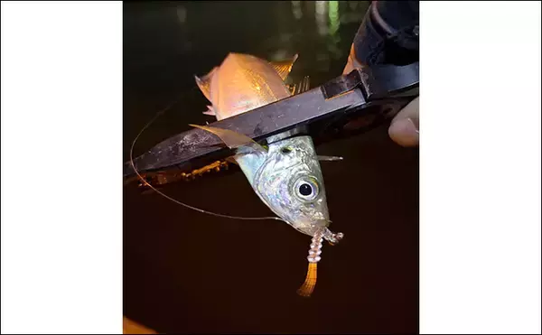 「大阪南港フェリーターミナルでアジングが好調！ わずか20分間で「ツ抜け」達成」の画像