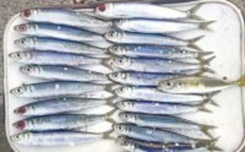 「クロダイ不発もサビキ釣りで好転！」乙浜港でウルメイワシ連続ヒット【千葉】