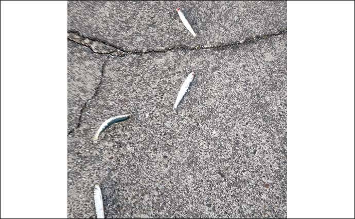 「クロダイ不発もサビキ釣りで好転！」乙浜港でウルメイワシ連続ヒット【千葉】