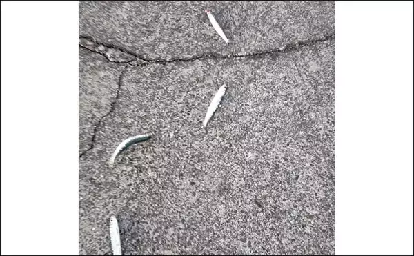 「「クロダイ不発もサビキ釣りで好転！」乙浜港でウルメイワシ連続ヒット【千葉】」の画像