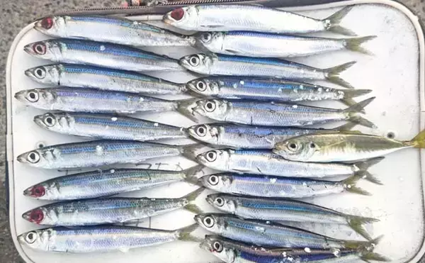 「「クロダイ不発もサビキ釣りで好転！」乙浜港でウルメイワシ連続ヒット【千葉】」の画像