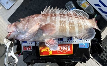 スロージギング＆タイラバ釣行で高級魚乱舞！【山口】クーラーボックスは満タンに