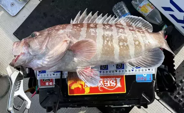 スロージギング＆タイラバ釣行で高級魚乱舞！【山口】クーラーボックスは満タンに