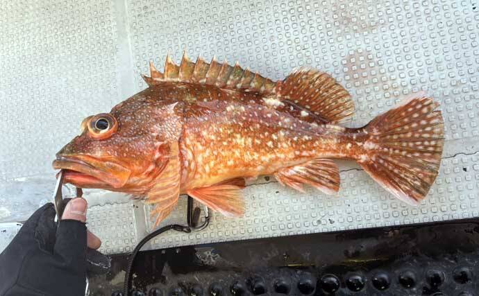 スロージギング＆タイラバ釣行で高級魚乱舞！【山口】クーラーボックスは満タンに