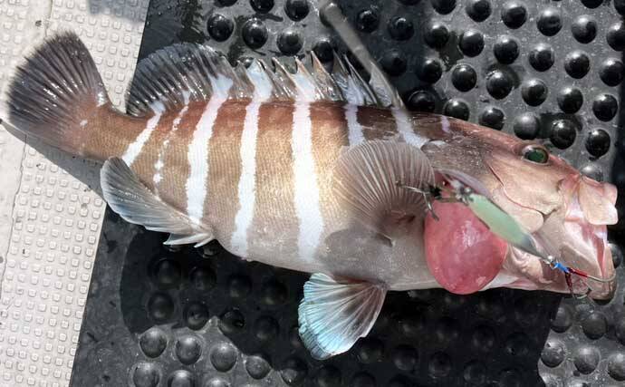 スロージギング＆タイラバ釣行で高級魚乱舞！【山口】クーラーボックスは満タンに