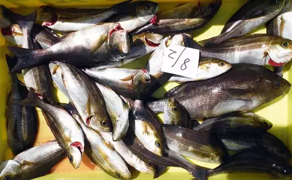 「【愛知】沖のエサ釣り最新釣果　イサキ・キス・カワハギが数釣り好機」の画像