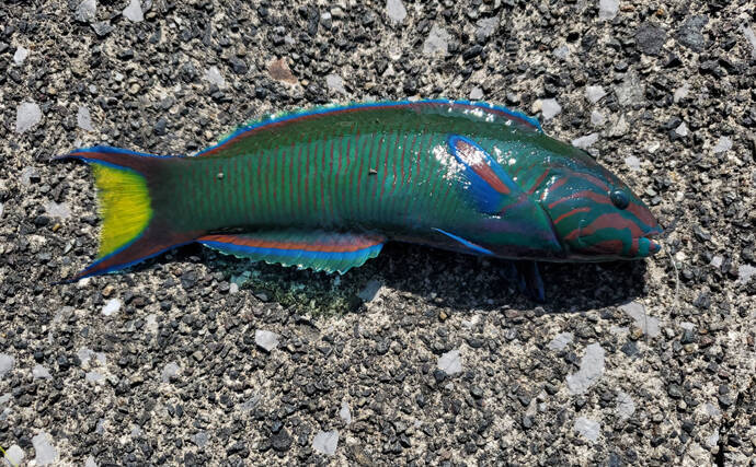 終わらない『黒潮大蛇行』の影響じわり　和歌山でイセエビ不漁に三重で熱帯魚が定着