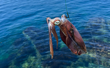 ヤエン釣り入門＆ステップアップしたいなら秋が断然オススメなワケ