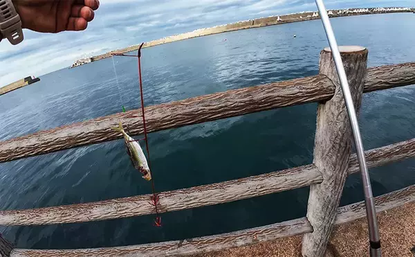 「ヤエン釣り入門＆ステップアップしたいなら秋が断然オススメなワケ」の画像