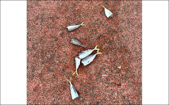 ヤエン釣り入門＆ステップアップしたいなら秋が断然オススメなワケ