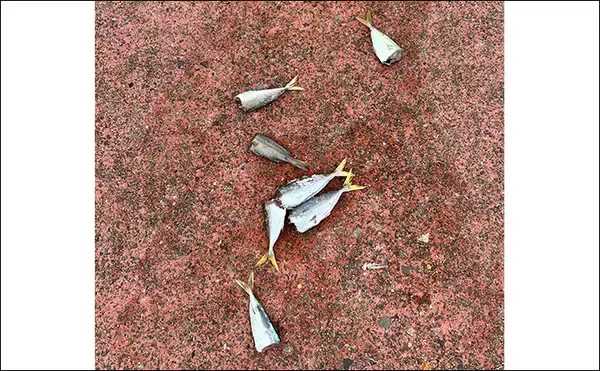 「ヤエン釣り入門＆ステップアップしたいなら秋が断然オススメなワケ」の画像