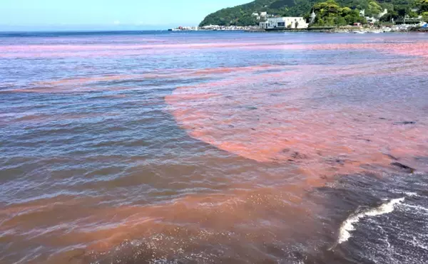 「赤潮」を解消する生物農薬の研究に期待　原因プランクトンに寄生する微生物を利用