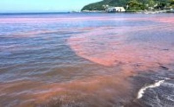 「赤潮」を解消する生物農薬の研究に期待　原因プランクトンに寄生する微生物を利用