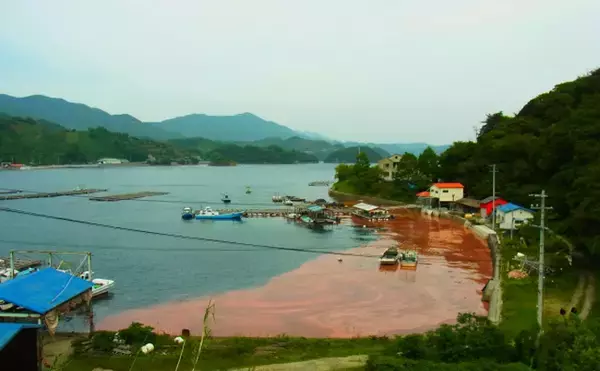 「「赤潮」を解消する生物農薬の研究に期待　原因プランクトンに寄生する微生物を利用」の画像