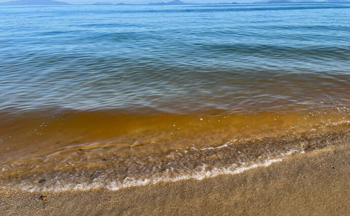 「赤潮」を解消する生物農薬の研究に期待　原因プランクトンに寄生する微生物を利用