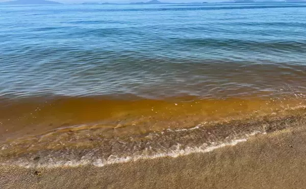 「「赤潮」を解消する生物農薬の研究に期待　原因プランクトンに寄生する微生物を利用」の画像