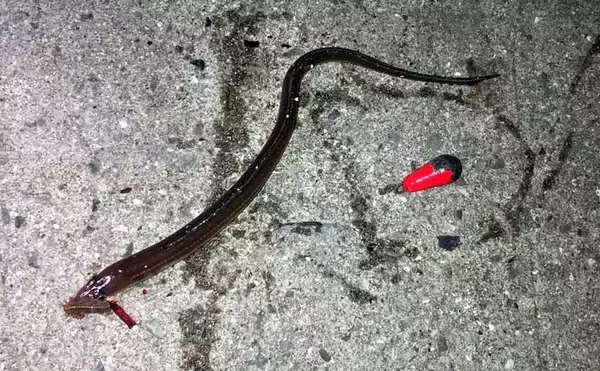 「真冬はアナゴのブッコミ釣りがオススメ！」なワケ　釣り場の選び方も解説