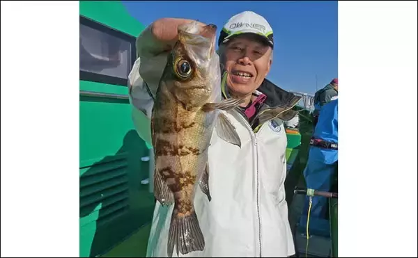「東京湾のカサゴ＆メバル釣りで本命連発【浦安・吉野屋】25cm超え良型交じり船中好反応」の画像