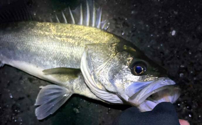 「水温一桁台の海は厳しい！」釣りのオフシーズンに釣り人がやっていることとは？