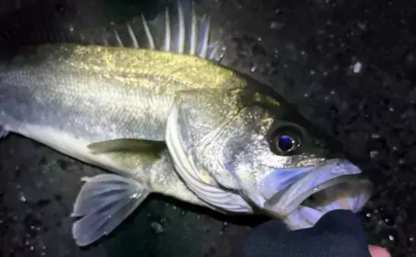 「「水温一桁台の海は厳しい！」釣りのオフシーズンに釣り人がやっていることとは？」の画像