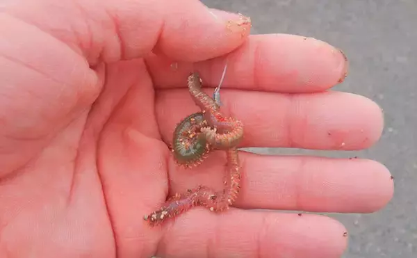 「ハクレン釣りシーズンが開幕！常陸利根川で85cm級ハクレン2尾をキャッチ【茨城】」の画像