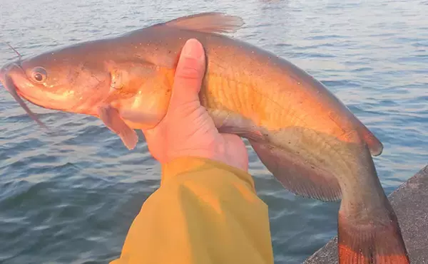 「ハクレン釣りシーズンが開幕！常陸利根川で85cm級ハクレン2尾をキャッチ【茨城】」の画像