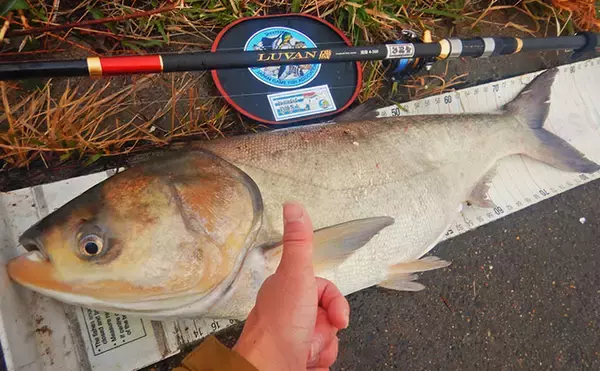 「ハクレン釣りシーズンが開幕！常陸利根川で85cm級ハクレン2尾をキャッチ【茨城】」の画像