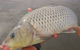 「ハクレン釣りシーズンが開幕！常陸利根川で85cm級ハクレン2尾をキャッチ【茨城】」の画像6