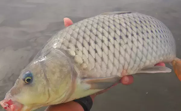 「ハクレン釣りシーズンが開幕！常陸利根川で85cm級ハクレン2尾をキャッチ【茨城】」の画像