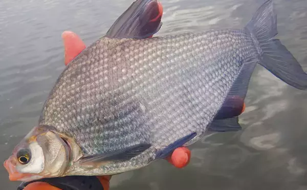 「ハクレン釣りシーズンが開幕！常陸利根川で85cm級ハクレン2尾をキャッチ【茨城】」の画像