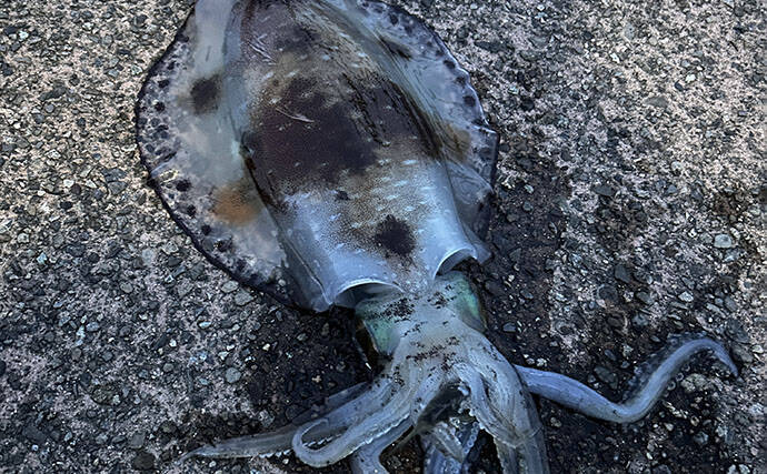 春アオリイカが好調！　福井のヤエン釣りで2.44kg頭に大型アオリ3杯をキャッチ