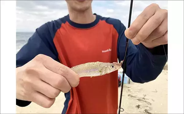 「サーフでの投げ釣りで21cm良型シロギスをキャッチ！【香良洲海岸】波打ち際でヒット」の画像