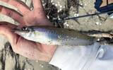 「サーフでの投げ釣りで21cm良型シロギスをキャッチ！【香良洲海岸】波打ち際でヒット」の画像7