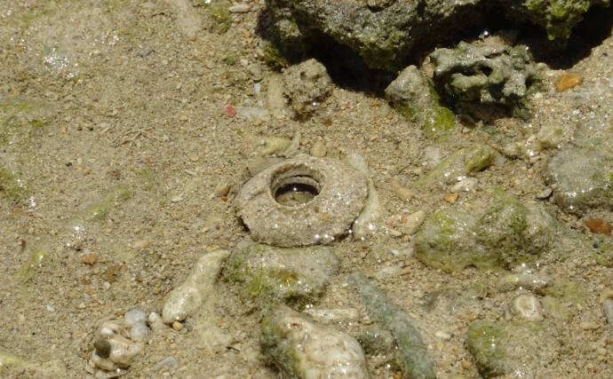 潮干狩り時に見かける「海の茶碗」の正体は食用貝『ツメタガイ』の卵