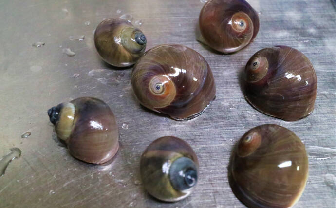 潮干狩り時に見かける「海の茶碗」の正体は食用貝『ツメタガイ』の卵