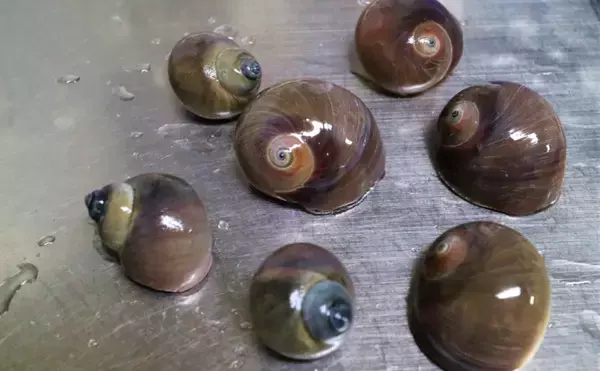 「潮干狩り時に見かける「海の茶碗」の正体は食用貝『ツメタガイ』の卵」の画像