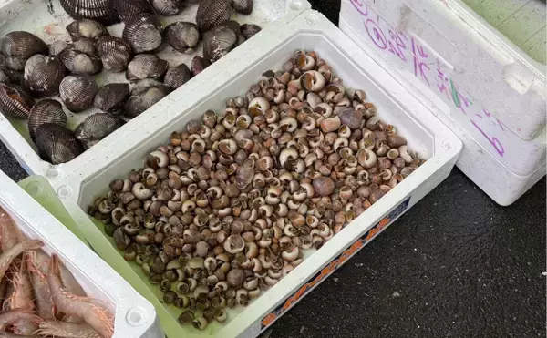 「潮干狩り時に見かける「海の茶碗」の正体は食用貝『ツメタガイ』の卵」の画像