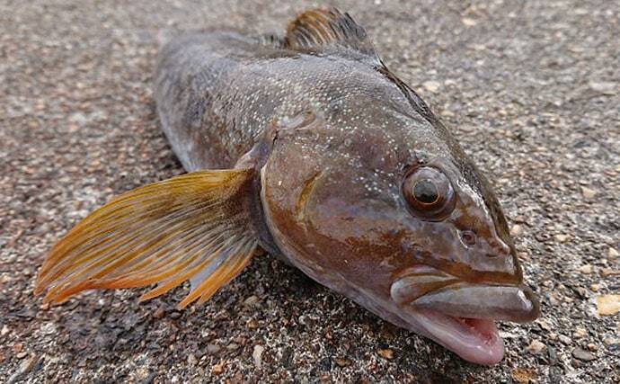 「投げ釣りでアイナメを釣ろう」　5つの市販仕掛けを使い分けて攻略する方法