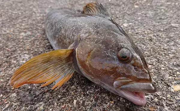 「「投げ釣りでアイナメを釣ろう」　5つの市販仕掛けを使い分けて攻略する方法」の画像